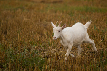 goatling on the meadow