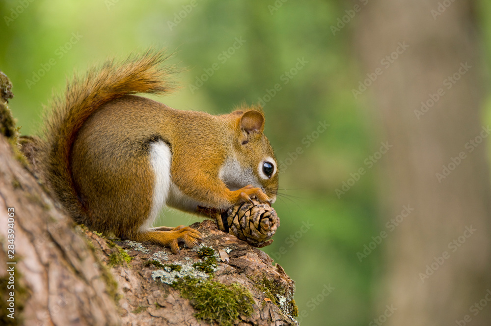 Wall mural Canada, Nova Scotia, Halifax. Public Gardens, historic Victorian city garden created in 1836. Squirrel.