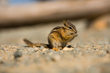 Chipmunk (Tamias sp.) near Whistler in early Fall, British Columbia, Canada