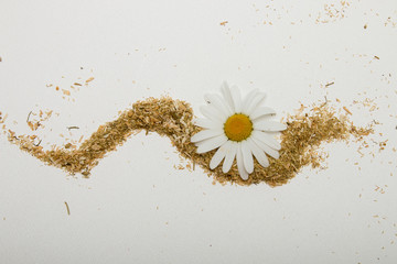 camomile on a white background scattered tea isolation top view copy space