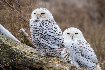 Canada, British Columbia, Snowy Owl Waiting to Hunt
