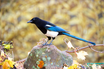 The black-billed magpie (Pica hudsonia), also known as the American magpie, is a bird in the crow family that inhabits the western half of North America.