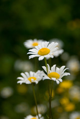 Canada, Nova Scotia, Cape Breton Island, Cabot Trail. Cape Breton Highlands National Park, wildflowers.