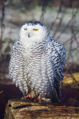Canada, British Columbia, Snowy Owl Waiting for Prey
