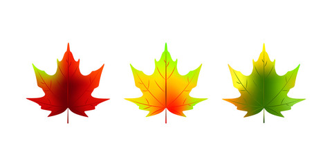 Set of colorful realistic autumn maple leaves isolated on white. Vector illustration