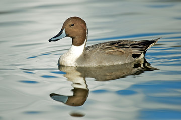 A Pintail duck (Anas acute) has a wide geographic distribution across northern latitudes.
