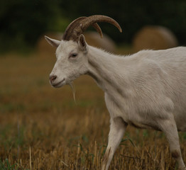 goat walks