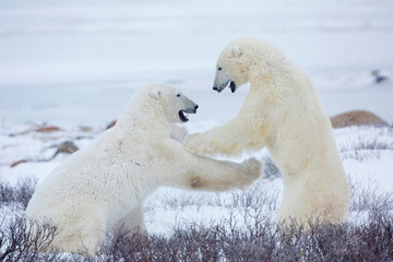 Obraz na płótnie Canvas Polar Bears (Ursus maritimus) sparring in Churchill Wildlife Management Area, Churchill, Manitoba, Canada