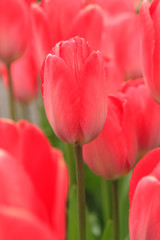 Fototapeta premium Tulips in a garden, Victoria, British Columbia, Canada