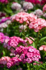 Obraz premium Canada, Prince Edward Island. Green Gables NP. Setting for L.M. Montgomery's classic fiction, Anne of Green Gables. Green Gables garden.