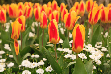 Tulips, Spring, British Columbia, Canada