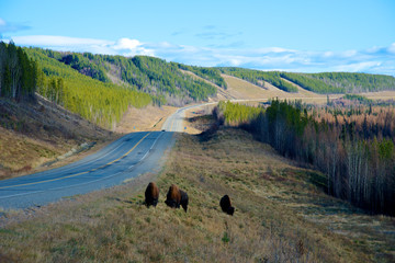 The wood bison (Bison bison athabascae) (often called the wood buffalo), is a distinct northern subspecies or ecotype of the American bison. Bison on highway.