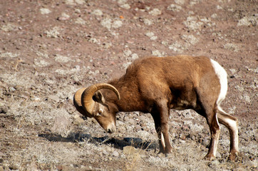 Rocky Mountain Bighorn sheep in the Cascade mountains of British Columbia along the Thompson River....