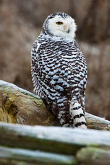 Canada, British Columbia, Snowy Owl Waiting to Hunt