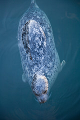 Naklejka premium Harbor Seals (Phoca vitulina) at Oak Bay Marina, Victoria, British Columbia, Canada 