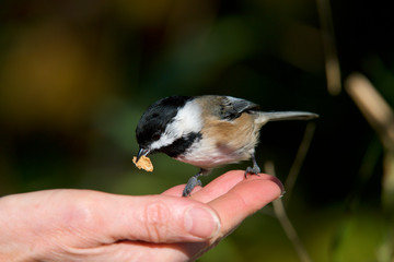 The black-capped chickadee, a small, Nonmigratory, North American songbird that lives in deciduous and Mixed Forest. It is a passerine bird in the tit family Paridae. Poecile atricapillus.