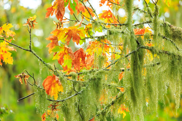 St. Stephen's Heritage Church and Cemetery, Saanichton, British Columbia