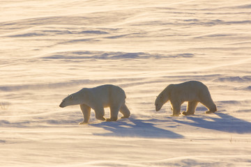 Polar Bears (Ursus maritimus) in Cape Churchill Wapusk National Park, Churchill, Manitoba, Canada