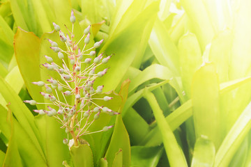 Exotic Flowers of Bromeliad Plant with Green Leaves Background