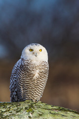 Canada, British Columbia, Snowy Owl Waiting for Prey
