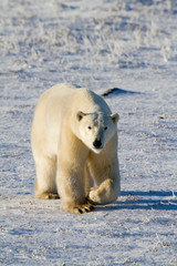 Fototapeta na wymiar Polar bear (Ursus maritimus) walking in winter, Churchill Wildlife Management Area, Churchill, Manitoba, Canada.