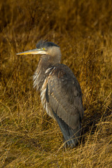 Canada, British Columbia, Great Blue Herron hunting