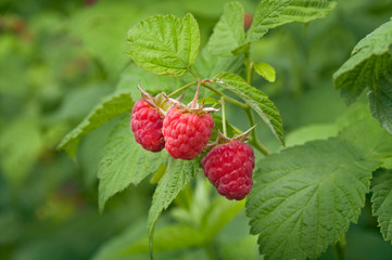 A branch of ripe fragrant raspberries in the garden against a background of green leaves. Harvest berries.
