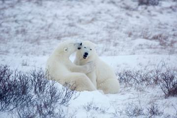 Polar Bears (Ursus maritimus) sparring in Churchill Wildlife Management Area, Churchill, Manitoba, Canada