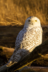 Fototapeta premium Canada, British Columbia, Snowy Owl Waiting for Prey