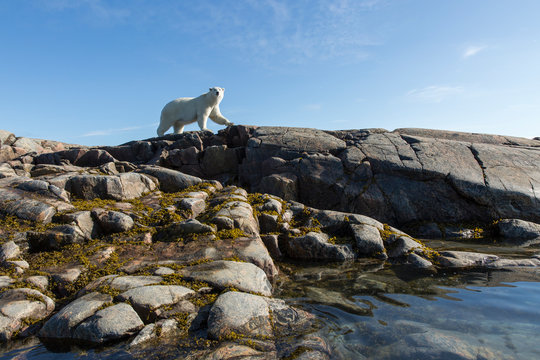 Canada, Nunavut Territory, Repulse Bay, Polar Bear (Ursus Maritimus) Walking Along Rocky Shoreline On Harbour Islands Near Arctic Circle Along Hudson Bay