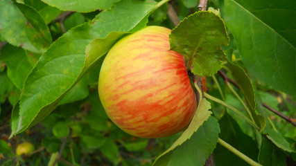yellow apple with red stripes hanging on a tree on a blurred background from green leaves selective focus