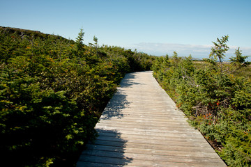 Fototapeta na wymiar Canada, Newfoundland, L'Anse aux Meadows National Historic Site. Only known Viking site in North America. Park boardwalk to historic site. UNESCO..