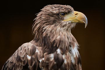Close-up side view of Steppe Eagle head isolated on dark brown background