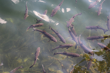 Fische beim Piburger See