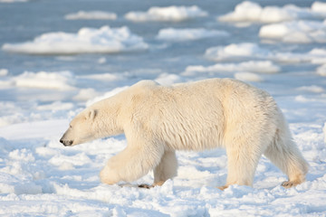 Polar Bear (Ursus maritimus) near Hudson Bay in Churchill Wildlife Management Area, Churchill, Manitoba, Canada.