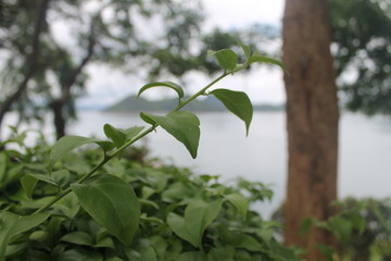 green leaves of a tree