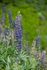 Canada, Nova Scotia, Cape Breton Island, Cabot Trail, Ingonish. Lupine wildflowers.