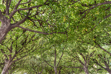 Dicht gewachsener Wald mit grünen Baumkronen im Sommer