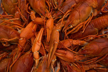 Crawfish from aboce