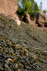 Canada, New Brunswick, Hopewell Cape, Bay of Fundy. Hopewell Rocks at low tide (aka Flowerpot...