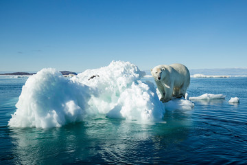 Canada, Nunavut Territory, Polar Bear (Ursus maritimus) climbing onto melting iceberg floating in Frozen Strait near Arctic Circle along Hudson Bay