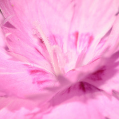 pink flower closeup