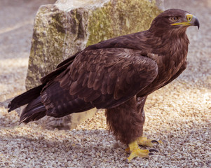 Steppe Eagle (Aquila nipalensis) portrait