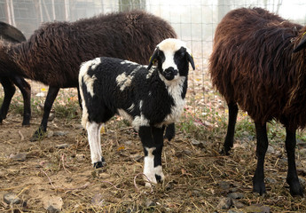 Obraz premium Lower Austria, Austria - A herd of goats with the focus on a young, black and white goat in the center.