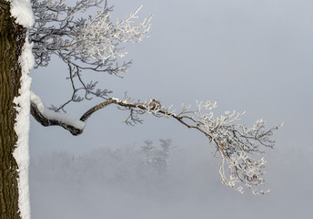 Canada, Ottawa, Ottawa River. Frosty branches in fog.