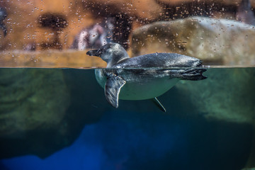 Fototapeta premium pinguino nadando en el acuario entre gotas de agua