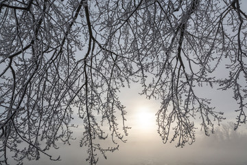 Canada, Ottawa, Ottawa River. Frosty branches and fog-shrouded sun.