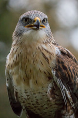 Czech Republic, Liberec, Sychrov. Captive Red-tailed hawk (Buteo jamaicensis). Castle of Sychrov, Czech Republic, Castle Park.