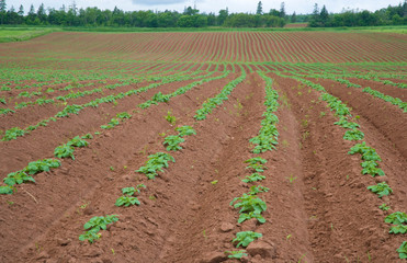 North America, Canada, Prince Edward Island, Potatoe Field,Agriculture