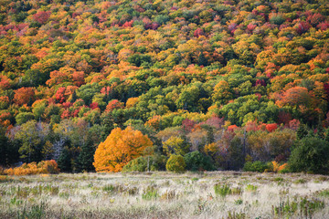 Canada, Nova Scotia, Cape Breton, Cabot Trail, Fall colors in Margaree